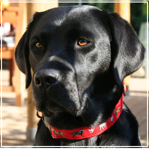 labrador1.jpg
