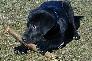 noby4.jpg