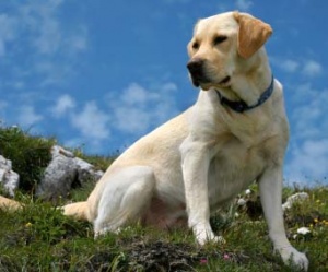 labrador 2.jpg