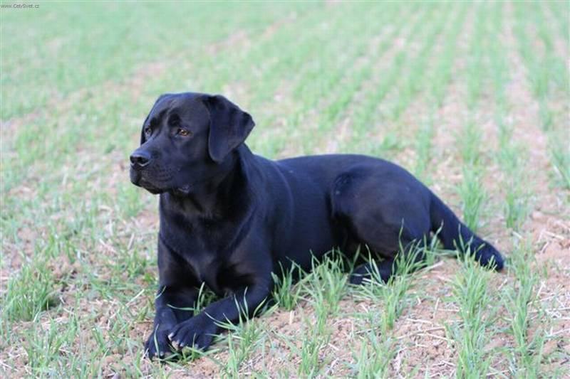 labrador.jpg