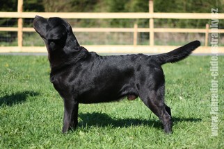 labrador3.jpg