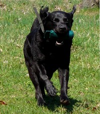 labrador4.jpg