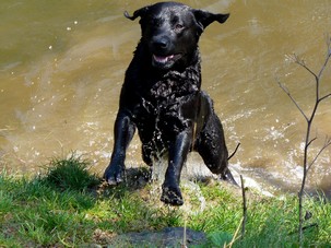 labrador5.jpg